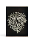 Michael Aram Fan Coral Shadow Box