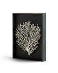 Michael Aram Fan Coral Shadow Box