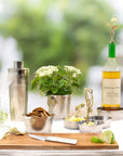 Michael Aram Ivy & Oak Coaster & Stopper Set