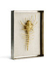 Michael Aram Venus Comb Shell Fabric Shadow Box