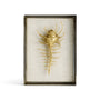 Michael Aram Venus Comb Shell Fabric Shadow Box