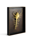 Michael Aram Venus Comb Shell Shadow Box